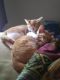 Calico Cats for sale in Paducah, KY, USA. price: NA