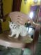 California Spangled Cat Cats for sale in Mansoor Nagar, Konda Dibba, R L Nagar, Nellore, Andhra Pradesh 524003, India. price: 20000 INR