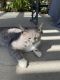 California Spangled Cat Cats for sale in Walnut, California. price: $100