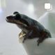 California tree frog Amphibians for sale in Culver City, CA, USA. price: NA