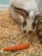 Californian rabbit Rabbits for sale in Corona, CA, USA. price: NA
