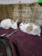 Californian rabbit Rabbits for sale in Barrie, ON, Canada. price: NA