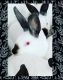 Californian rabbit Rabbits for sale in Santa Ana, CA, USA. price: $65