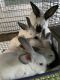 Californian rabbit Rabbits for sale in League City, TX, USA. price: $40