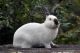 Californian rabbit Rabbits for sale in 3340 Cauble Rd, Salisbury, NC 28144, USA. price: $50