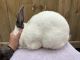 Californian rabbit Rabbits for sale in Conroe, TX, USA. price: $30