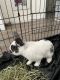 Californian rabbit Rabbits for sale in Las Vegas, NV, USA. price: $90