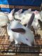 Californian rabbit Rabbits for sale in Chandler, OK 74834, USA. price: $30