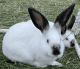 Californian rabbit Rabbits
