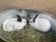 Californian rabbit Rabbits for sale in Santa Ana, CA, USA. price: $75