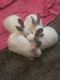 Californian rabbit Rabbits for sale in Modesto, CA, USA. price: NA