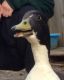 Call Duck Birds for sale in Augusta, GA, USA. price: NA