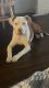 Canaan Dog Puppies for sale in 360 S State St, Orem, UT 84058, USA. price: NA