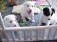 Canaan Dog Puppies for sale in Indianapolis, IN, USA. price: NA