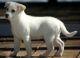Canaan Dog Puppies for sale in Boise, ID, USA. price: NA