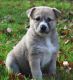 Canaan Dog Puppies for sale in Seattle, WA, USA. price: NA
