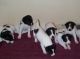 Canaan Dog Puppies for sale in NC-150, Winston-Salem, NC, USA. price: NA