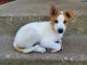 Canaan Dog Puppies for sale in Glen Ellyn, IL 60137, USA. price: NA
