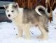 Canadian Eskimo Dog Puppies