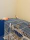Canary Birds for sale in Pflugerville, TX, USA. price: $250