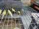 Canary Birds for sale in St. Louis, MO 63116, USA. price: NA