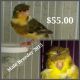 Canary Birds for sale in Pembroke Pines, FL, USA. price: $45