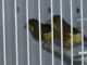 Canary Birds for sale in Fort Washington, PA, USA. price: NA
