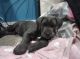 Cane Corso Puppies for sale in Westfield, IN, USA. price: NA