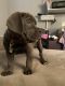 Cane Corso Puppies for sale in New York, NY, USA. price: $1,000