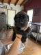 Cane Corso Puppies for sale in Romney, WV 26757, USA. price: $2,000