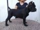 Cane Corso Puppies for sale in Fort Worth, TX 76104, USA. price: $500