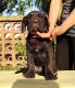 Cane Corso Puppies for sale in Dallas County, TX, USA. price: $2,500