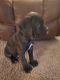 Cane Corso Puppies for sale in Hutchinson, KS, USA. price: NA