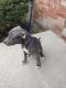 Cane Corso Puppies for sale in 15523 Pond Village Dr, Taylor, MI 48180, USA. price: $500