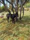 Cane Corso Puppies for sale in Las Vegas, NV 89131, USA. price: $800