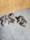 Cane Corso Puppies for sale in Lodi, CA, USA. price: NA