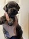 Cane Corso Puppies for sale in Sallisaw, OK 74955, USA. price: $1,500