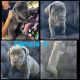 Cane Corso Puppies for sale in 625 S Garey Ave, Pomona, CA 91766, USA. price: $1,200