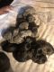Cane Corso Puppies for sale in Wilmington, DE, USA. price: $3,500