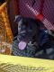 Cane Corso Puppies for sale in Detroit, MI, USA. price: $200