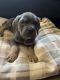 Cane Corso Puppies for sale in Detroit, MI, USA. price: $900