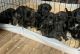 Cane Corso Puppies for sale in Belleville, MI 48111, USA. price: $300