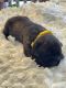 Cane Corso Puppies for sale in Comanche, OK, USA. price: $2,500