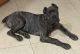 Cane Corso Puppies for sale in Fayetteville, NC, USA. price: $2,300