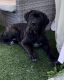 Beautiful AKC registered female Cane Corso available