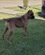 Cane Corso Puppies for sale in 502 Hillcrest Dr, Garland, TX 75040, USA. price: NA