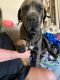 Cane Corso Puppies for sale in Louisville, KY 40299, USA. price: NA