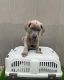 Cane Corso Puppies for sale in New York, NY, USA. price: $250