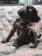 Cane Corso Puppies for sale in Vacaville, CA, USA. price: $200
