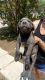 Cane Corso Puppies for sale in Fort Worth, TX, USA. price: $2,000